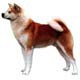 Akita