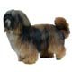 Lhasa Apso