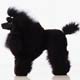 Poodle