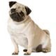 Pug