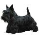 Scottish Terrier